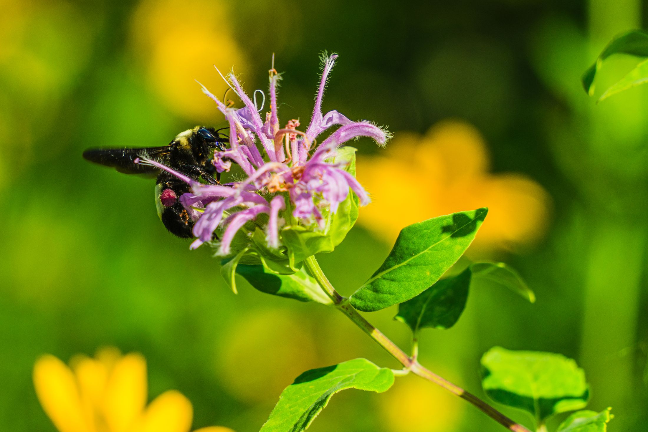 A bumblebee gathering pollen from a purple wild bergamot flower.